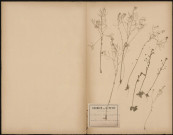 Sisymbrium thalianum, plante prélevée à Doullens (Somme, France), dans les environs, 6 juin 1889