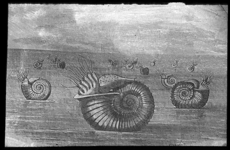 Ammonite, mollusque céphalopode antédiluvien