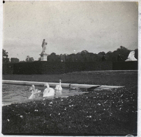 Jardins du château de Vaux - Cygnes