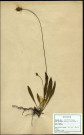 Plantago lanceolata, Plantain lancéolé, famille des Plantaginées, plante prélevée à Boves (Somme, France), zone de récolte non précisée, en juin 1969