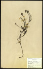 Erica tetralix (Bruyère à quatre angles, Bruyère quaternée, Bruyère des marais), famille des Ericinées, plante prélevée à Cherré (Sarthe, France), zone de récolte non précisée, en avril 1969