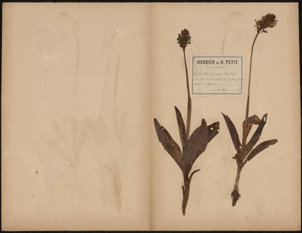 Orchis Purpurea, plante prélevée à Querrieux (Somme, France), n.c., 20 mai 1889