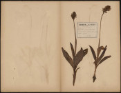 Orchis Purpurea, plante prélevée à Querrieux (Somme, France), n.c., 20 mai 1889