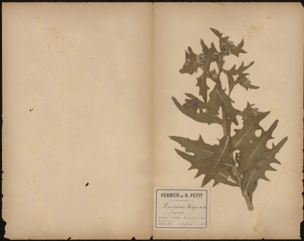 Hyoscyamus Niger - Jusquiame, plante prélevée à Athies (Somme, France), sur la route de Mons-en-Chaussée, rencontrée à Dury, 12 juin 1888