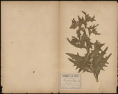 Hyoscyamus Niger - Jusquiame, plante prélevée à Athies (Somme, France), sur la route de Mons-en-Chaussée, rencontrée à Dury, 12 juin 1888