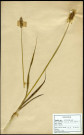 Carex Sub-Vulpina, Laîche des renards, famille des Cyperacées, plante prélevée à Grandvilliers (Oise, France), zone de récolte non précisée, en juin 1969