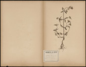 Galeopsis Ladanum, plante prélevée à Villers-Carbonnel (Somme, France), à la gare de Pont-les-Brie, 1er juin 1888