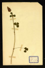 Trifolium incarnatum L (Trèfle incarnat), famille des Papilionacées Viciées, plante prélevée à Dromesnil (Champ), 24 mai 1938
