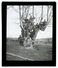 L'arbre des mariages à Lucheux - 1905