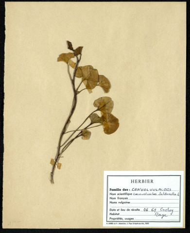 Convolvulus Soldanella, famille des Convolvuracées, plante prélevée au Crotoy (Somme, France), près de La Maye, en juin 1969