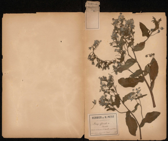 Borago Officinalis - Bourrache, plante prélevée à Amiens (Somme, France), à la Neuville au pied d’un mur au bout d’un champ de pommes de terre, 14 août 1888