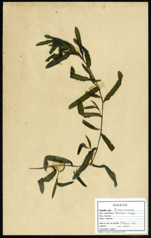Ptoamogelon Crispus, famille des Potamogetonacées, plante prélevée à Amiens (Somme, France), sur l'Île Saint-Aragone, en avril 1969