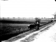 Scène rurale. Une vieille femme conduisant une vache