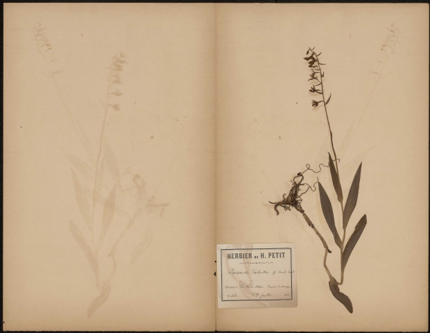 Epipactis Palustris,, plante prélevée à La Ferté-Alais (Essonne, France), dans la prairie appartenant au marquis Claude Georges de Selve (1815-1894), 3 juillet 1891