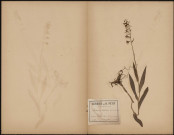 Epipactis Palustris,, plante prélevée à La Ferté-Alais (Essonne, France), dans la prairie appartenant au marquis Claude Georges de Selve (1815-1894), 3 juillet 1891