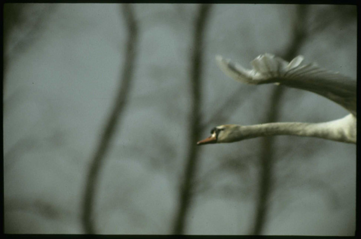 [Envol d'un cygne]