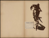 Rumex Maximus, plante prélevée à Hermes (Oise, France), dans des prairies, 6 juillet 1889