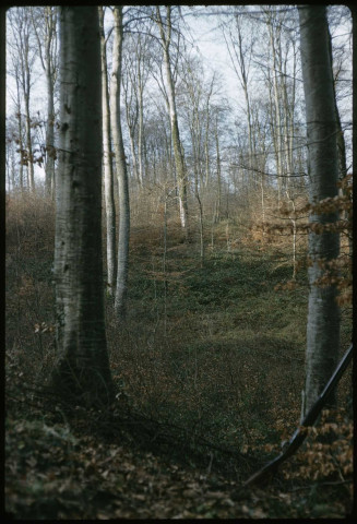 Forêt d'Eu