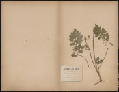 Angelica Sylvestris Angélique sauvage, plante prélevée à Villers-Bretonneux (Somme, France), sur le chemin qui traverse le bois, 16 juillet 1888