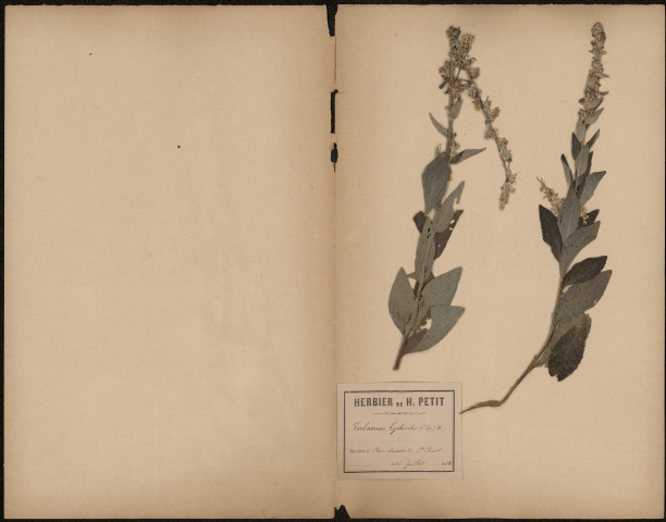 Verbascum Lychnitis, plante prélevée à Brie (Somme, France), sur le chemin de Saint-Christ, 12 juillet 1888