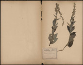 Verbascum Lychnitis, plante prélevée à Brie (Somme, France), sur le chemin de Saint-Christ, 12 juillet 1888