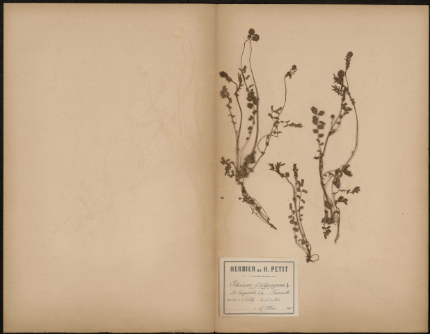 Poterium Dictyocaryum (Sprach. in am le nat.) D. Sanguisorba L.Sp. Pimprenelle, plante prélevée à Ailly-sur-Somme (Somme, France), sur la route du bois, 15 mai 1888