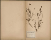 Poterium Dictyocaryum (Sprach. in am le nat.) D. Sanguisorba L.Sp. Pimprenelle, plante prélevée à Ailly-sur-Somme (Somme, France), sur la route du bois, 15 mai 1888