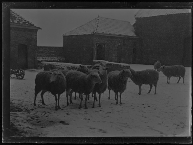 Moutons ferme de Guyencourt - février 1902
