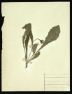 A identifier, famille des Aucun intitulé, plante prélevée à Dromesnil, 22 mai 1950