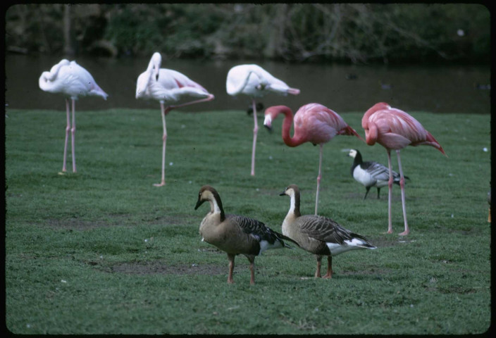[Flamants roses et canards sauvages]