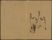 A identifier, plante prélevée à [Lieu inconnu], n.c., [1889-1891]