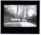 Moutons à Saint-Martin-le-Pauvre - mai 1911