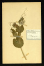 Pisum sativum (Pois cultivé), famille des Papilionacées, plante prélevée à Dromesnil, 2 juin 1938