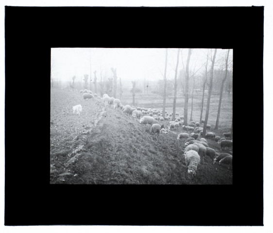 Marais de Glisy - mars 1913