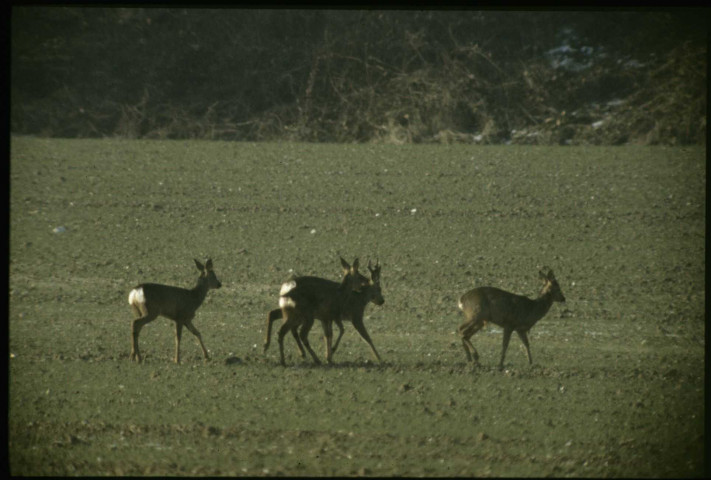 Il faut aller en plaine pour manger…