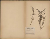 Atriplex littoralis, plante prélevée à Saint-Quentin-en-Tourmont (Somme, France), n.c., 10 août 1889