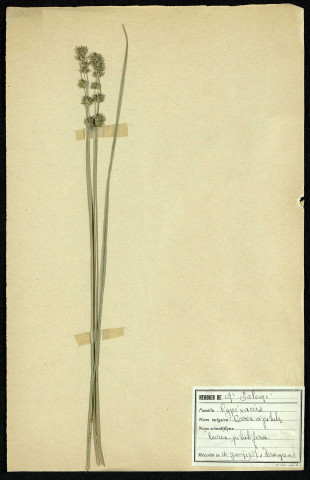 Carex pilulifera (Laîche à pilules), famille des Cypéracées, plante prélevée à Dromesnil, 4 juin 1938