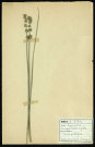 Carex pilulifera (Laîche à pilules), famille des Cypéracées, plante prélevée à Dromesnil, 4 juin 1938