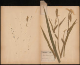 Iris Pseudo-Acorus - Iris jaune, Glaïeul des Marais, plante prélevée à Athies (Somme, France), n.c., 9 juin 1888