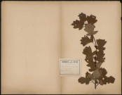Sorbus Torminalis (Crantz Austr) Vulg. Alisier, plante prélevée à Boves (Somme, France), dans le bois, 20 septembre 1887