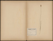 Carex Leporina - C. Ovalis, plante prélevée à Longueau (Somme, France), dans les prairies, 20 juin 1889