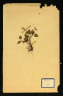Viola odorata (Violette odorante), famille des Violariées, plante prélevée à Dromesnil (Bois), 4 juin 1938