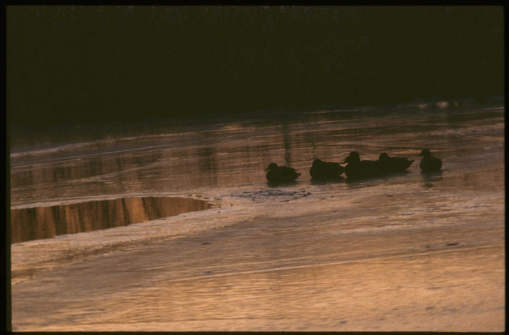 [Canards dans les marais]