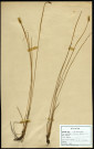 Scirpus palustris, Scirpe des marais, famille des Cyperacées, plante prélevée à Grandvilliers (Oise, France), zone de récolte non précisée, le juin 1962