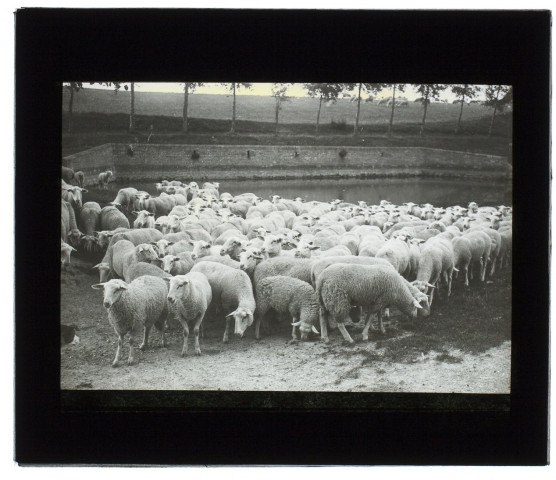 Moutons dans la mare d'Argoeuves - août 1902