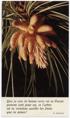 Que je sois la bonne terre où ta Parole portera cent pour un, et l'arbre où tu viendras cueillir les fruits que tu aimes !