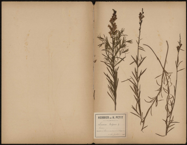 Linaria Vulgaris - Linaire, plante prélevée à Amiens (Somme, France), à Renancourt près de la briqueterie, 13 juillet 1888