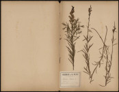Linaria Vulgaris - Linaire, plante prélevée à Amiens (Somme, France), à Renancourt près de la briqueterie, 13 juillet 1888