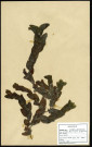 Potamagelon Perfoliatus, famille des Potaitog Etonacées, plante prélevée à Boves (Somme, France), zone de récolte non précisée, en juin 1969