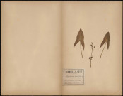 Sagittaria Sagittifolia, plante prélevée à Amiens (Somme, France), sur le chemin de Halage près de la Somme , 29 juillet 1888